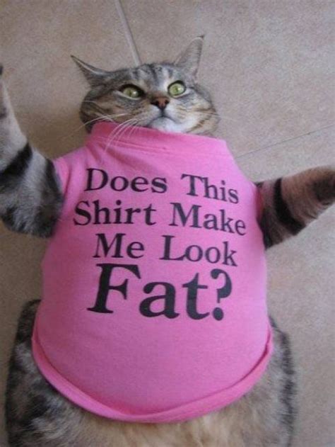 Does This Shirt Make Me Look Fat Cat