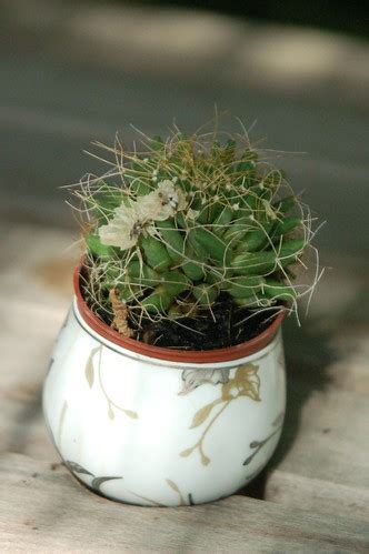 table decor | little pot with a cactus decorating a table at… | Flickr