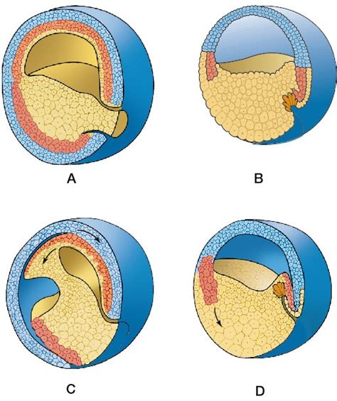 Gastrulation