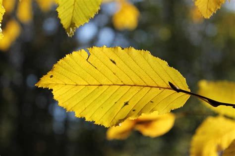 Imagenes De Hojas De Arboles Secas : Fotos Gratis Arbol Rama Planta Hoja Flor Otono Suelo ...