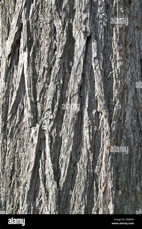 Elm Tree Bark Stock Photo - Alamy