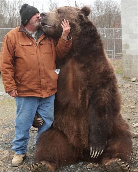 What Is The Biggest Kodiak Bear On Record - Rekod di Dunia