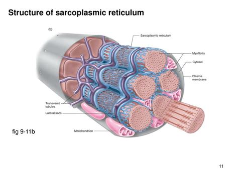 PPT - Skeletal muscle structure PowerPoint Presentation, free download - ID:1173048