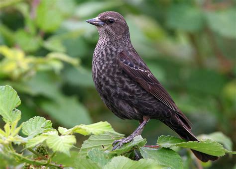 Habitat Protection | Sierra Foothills Audubon Society