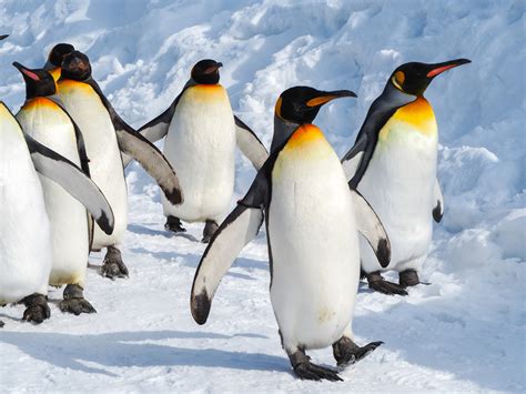 Emperor Penguin Facts | CRITTERFACTS