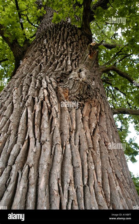 bark of oak tree Stock Photo - Alamy