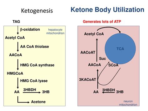 PPT - KETONE BODY METABOLISM PowerPoint Presentation, free download - ID:6947543