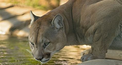 Cougar Facts - 12 Interesting Facts About Cougars | KickassFacts