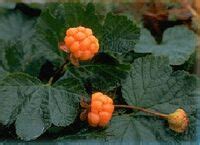 Cloudberry | Recipes Wiki | Fandom