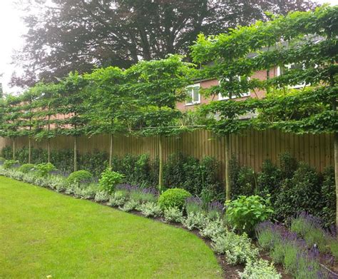 Pleached trees | Ladybrook Nursery | ESI External Works | Back garden ...