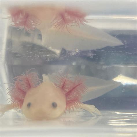 Axolotl crew on Instagram: “He‘s growing so fast 😌 12cm #axolotl #axolotllove #axolotlcrew # ...