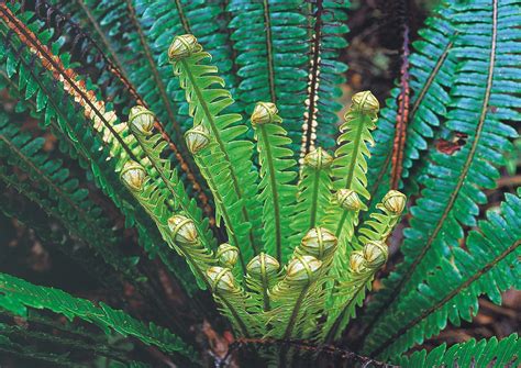 Ferns: the glory of the forest | New Zealand Geographic