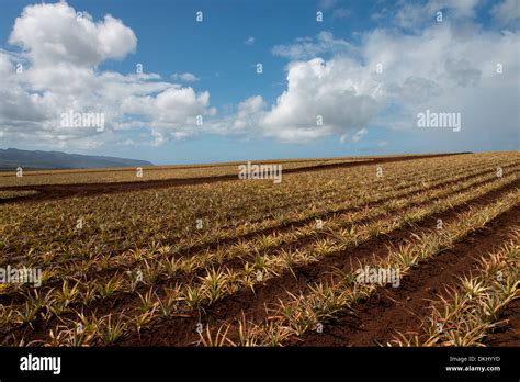 Pineapple fields, Oahu, Hawaii, USA Stock Photo - Alamy