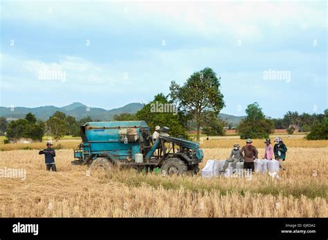 Harvest season in Cambodia, Asia. Threshing machine on the rice field Stock Photo - Alamy