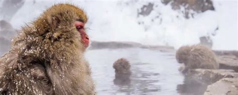 17 Photos Of Japanese Snow Monkeys Enjoying Life More Than You - Cultura Colectiva