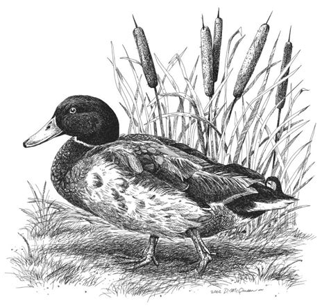 24 Awesome mallard duck drawings images | Рисунок птиц, Рисунки животных, Искусство птицы