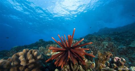 Advanced Molokini Snorkel Tour - Best Maui Snorkel Boat Trips