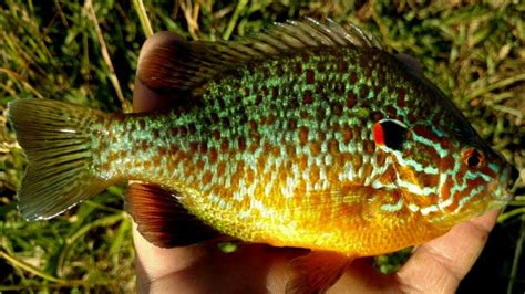 Sunfish, Pumpkinseed SilverLake | www.roughfish.com