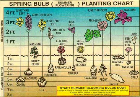 a poster showing the different types of flowers and plants in blooming ...