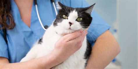 Drug Poisoning in Cats: Causes, Symptoms, & Treatment - Cats.com