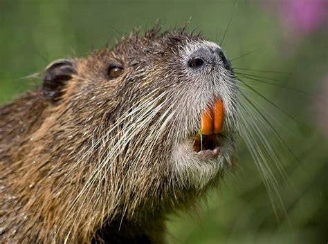 Nutria – An Animal You Will Be Seeing More Of