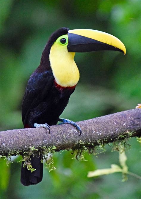 Choco toucan / ramphastos brevis. Colombia & Ecuador | Beautiful birds ...