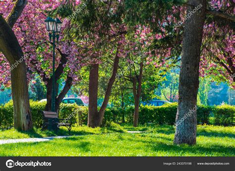 Sakura Blossom Masaryk Park Uzhgorod Ukraine Beautiful Urban Scenery Bench Stock Photo by ...