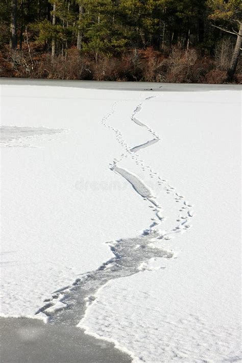 Otter tracks in mud stock image. Image of coyote, dirty - 42673881