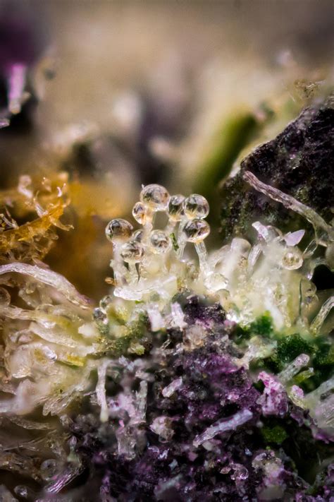 1034 best Trichome images on Pholder | Microgrowery, Macro Porn and Autoflowers