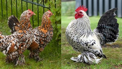 Top 10 Bantam Chicken Breeds for Beginners