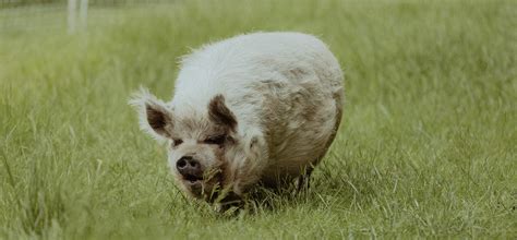 The British Kunekune Pig Society – The BKKPS is a non-profit setup to ...