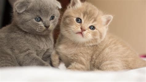 Scottish Fold Munchkin Kittens ... | Munchkin kitten, Kittens, Kitty