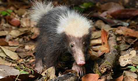 The Sunda stink badger is the cutest little stinker - Australian Geographic