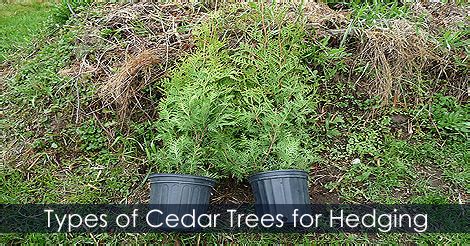 Types of Cedar Trees for Hedging - Planting a Cedar Hedge