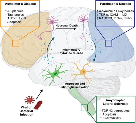 Frontiers | Microbial Infections Are a Risk Factor for Neurodegenerative Diseases