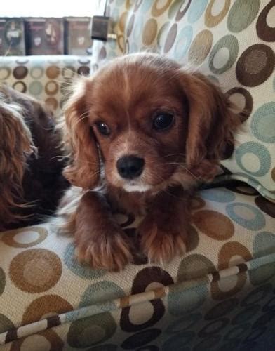 Cavalier King Charles Spaniel Puppy for Sale - Adoption, Rescue for Sale in Dassel, Minnesota ...