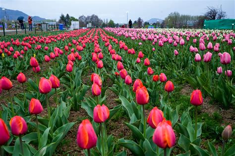 Kashmir Tulip Garden opens: Asia's largest garden of tulips, spring ...