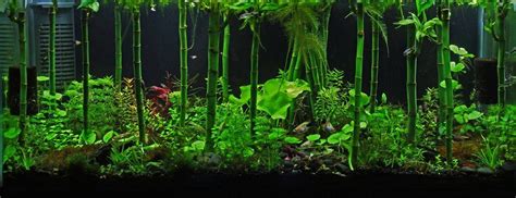 Low Tech Tank Show-and-Tell (low tech can be lush, too! =) | Aquascape, Nature aquarium, Planted ...