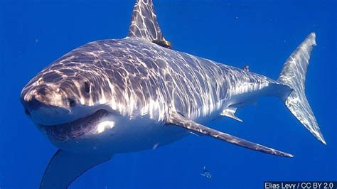 Study: Great white sharks are swimming farther and deeper