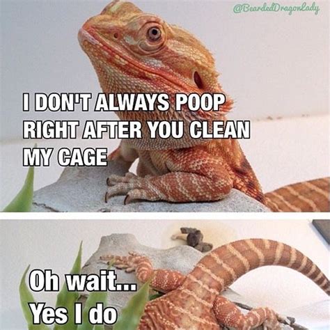 Dragon Pictures And Jokes Funny Pictures Best Jokes