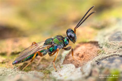 Eupelmid wasp (Eupelmidae) - DSC_5373 | sgmacro.blogspot.com… | Nicky Bay | Flickr