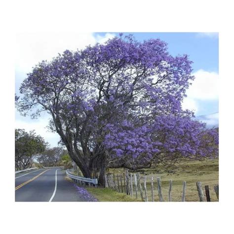 Jacaranda Mimosifolia - 5 seeds - Seeds of World