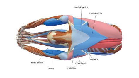 Seated Forward Bend: How to Practice Paschimottanasana - Yoga Journal