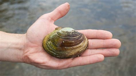 Reintroducing the California floater mussel - News - Missouri State University