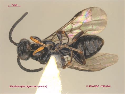 Sierolomorphidae