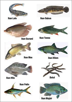 GAMBAR│FOTO│JENIS-MACAM-NAMA IKAN AIR TAWAR | freewaremini | Ikan air ...