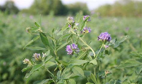 Alfalfa Seed | Fine Twine Products - The Fine Twine Co