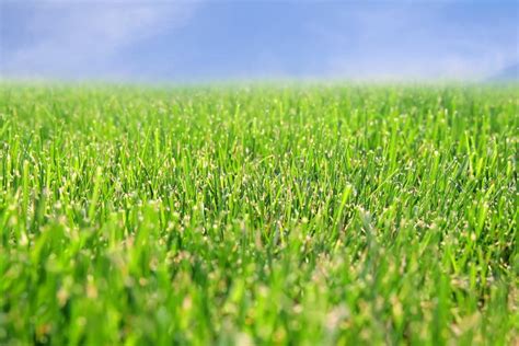 Green lawn stock photo. Image of tree, environmental, flower - 8193312