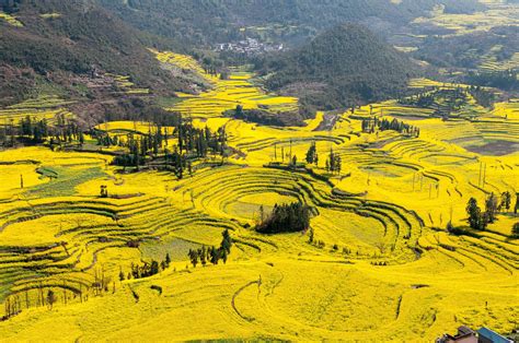 Canola Flower Fields, China | Canola flower, Travel destinations unique ...