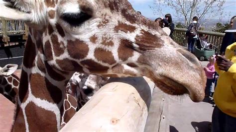 Feeding Giraffes at the Cheyenne Mountain Zoo - YouTube